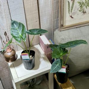 観葉植物 アロカシア スカルプラム sp. 3...の詳細画像2