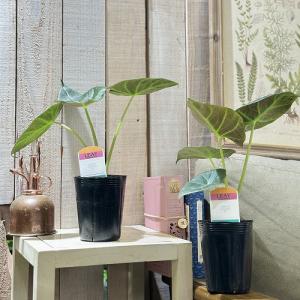 観葉植物 アロカシア スカルプラム sp. 3...の詳細画像3