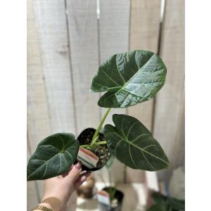 観葉植物 アロカシア スカルプラム sp. 3...の詳細画像4