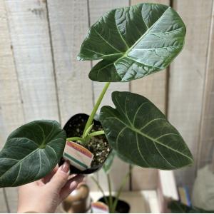 観葉植物 アロカシア スカルプラム sp. 3...の詳細画像5