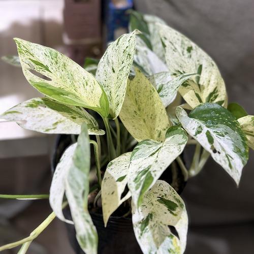 エピプレナム ピナツム マーブル(斑入りハブカズラ) 4号ポット(個体おまかせ1鉢)　観葉植物 イン...