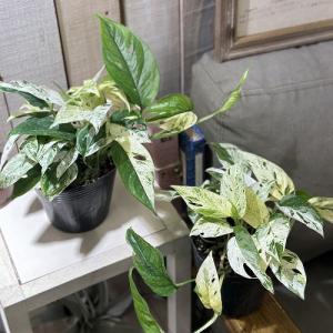 【大葉タイプ】エピプレナム ピナツムマーブル(...の詳細画像2