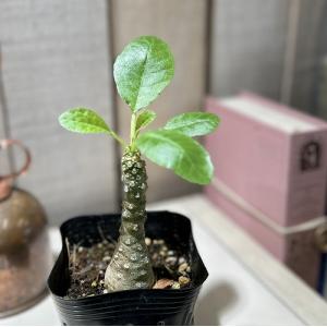 フェイクグリーン 観葉植物 フィカス 八重桜 180cm フェイク