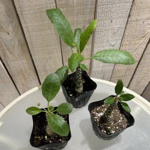 塊根植物 ドルステニア sp. 2.5号ポット...の詳細画像2