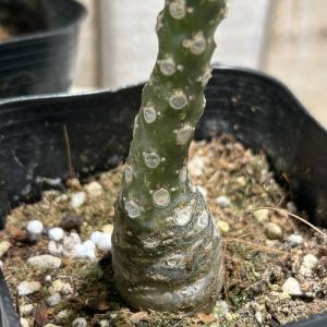 塊根植物 ドルステニア sp. 2.5号ポット...の詳細画像3