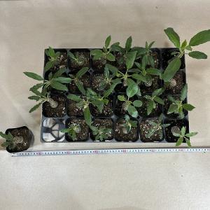 塊根植物 ドルステニア sp. 2.5号ポット...の詳細画像5