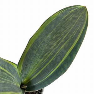 多肉植物 サンスベリア(サンセベリア) マッソニ...の商品画像