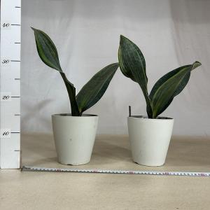 多肉植物 サンスベリア(サンセベリア) マッソ...の詳細画像1