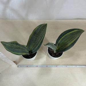 多肉植物 サンスベリア(サンセベリア) マッソ...の詳細画像2