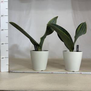 多肉植物 サンスベリア(サンセベリア) マッソ...の詳細画像3