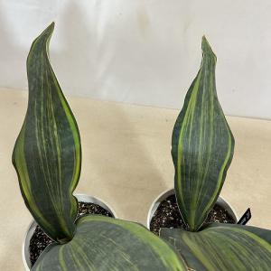 多肉植物 サンスベリア(サンセベリア) マッソ...の詳細画像4