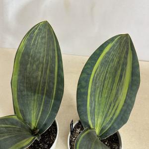 多肉植物 サンスベリア(サンセベリア) マッソ...の詳細画像5