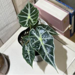【葉傷みあり】アロカシア パラソル 3号ロングポット(個体おまかせ1鉢)　観葉植物 インテリアグリーン 室内園芸 おしゃれ 可愛い かわいい