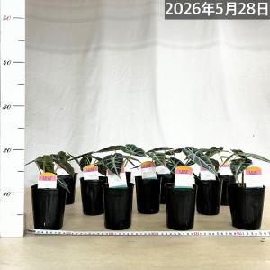 【葉傷みあり】アロカシア パラソル 3号ロング...の詳細画像4