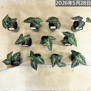 【葉傷みあり】アロカシア パラソル 3号ロング...の詳細画像5