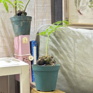 シダ リュウビンタイ 3号硬質ポット(個体おまか...の商品画像