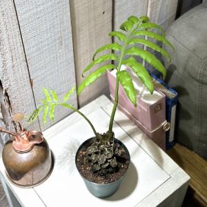 シダ リュウビンタイ 3号硬質ポット(個体おま...の詳細画像1