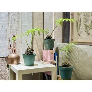シダ リュウビンタイ 3号硬質ポット(個体おま...の詳細画像3