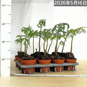 シダ リュウビンタイ 3号硬質ポット(個体おま...の詳細画像5