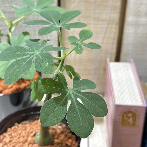 塊根植物　アデニア グラウカ 3号硬質鉢(個体おまかせ1鉢)　コーデックス インテリアグリーン 室内...