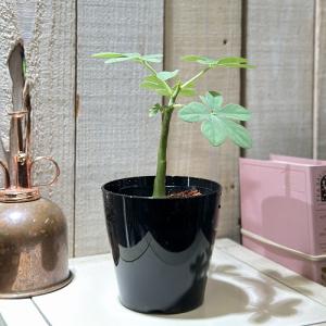 塊根植物 アデニア グラウカ 3号硬質鉢(個体...の詳細画像2