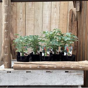 塊根植物 アデニア グラウカ 3号硬質鉢(個体...の詳細画像5