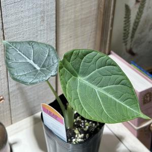 【間伸び気味】アロカシア マハラニ 3号(個体おまかせ1鉢)　観葉植物 インテリアグリーン 室内園芸 おしゃれ 可愛い かわいい