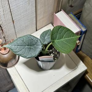 【間伸び気味】アロカシア マハラニ 3号(個体...の詳細画像1