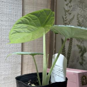 【間伸び気味】アロカシア マハラニ 3号(個体...の詳細画像2