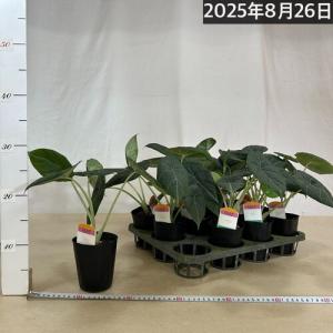 【間伸び気味】アロカシア マハラニ 3号(個体...の詳細画像5