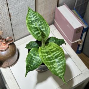 観葉植物 ドラセナ ゴールディアーナ 3号硬質ポ...の商品画像