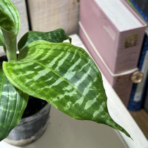 観葉植物 ドラセナ ゴールディアーナ 3号硬質...の詳細画像1