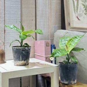 観葉植物 ドラセナ ゴールディアーナ 3号硬質...の詳細画像2