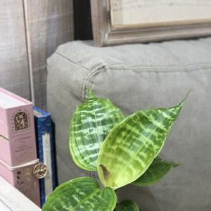 観葉植物 ドラセナ ゴールディアーナ 3号硬質...の詳細画像3
