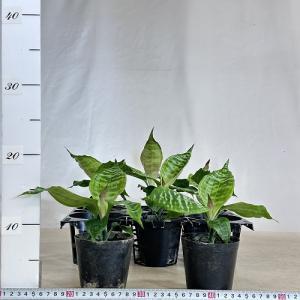 観葉植物 ドラセナ ゴールディアーナ 3号硬質...の詳細画像4