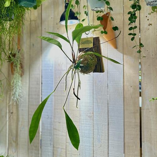 観葉植物　アンスリウム グラシレ 吊り 天然木板付(お任せ1個)　可愛い かわいい インテリアグリー...