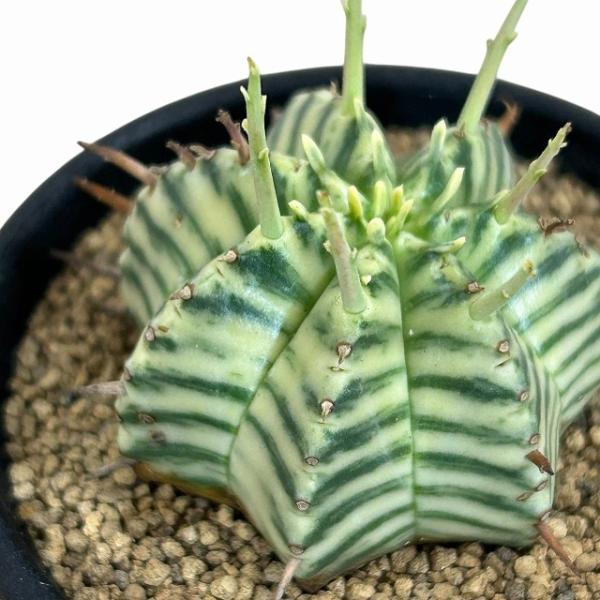 【傷みあり】ユーフォルビア メロフォルミス錦 2.5号鉢(個体おまかせ1鉢)　多肉植物 インテリアグ...