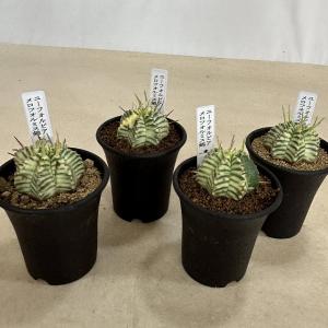 多肉植物 ユーフォルビア メロフォルミス錦 2...の詳細画像1