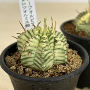 多肉植物 ユーフォルビア メロフォルミス錦 2...の詳細画像2