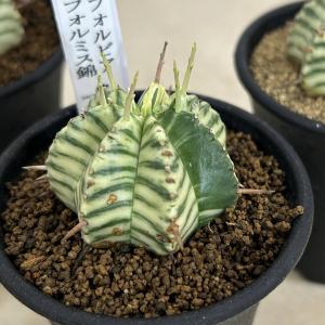 多肉植物 ユーフォルビア メロフォルミス錦 2...の詳細画像3