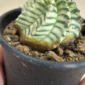 多肉植物 ユーフォルビア メロフォルミス錦 2...の詳細画像4