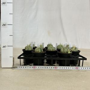 多肉植物 ユーフォルビア メロフォルミス錦 2...の詳細画像5