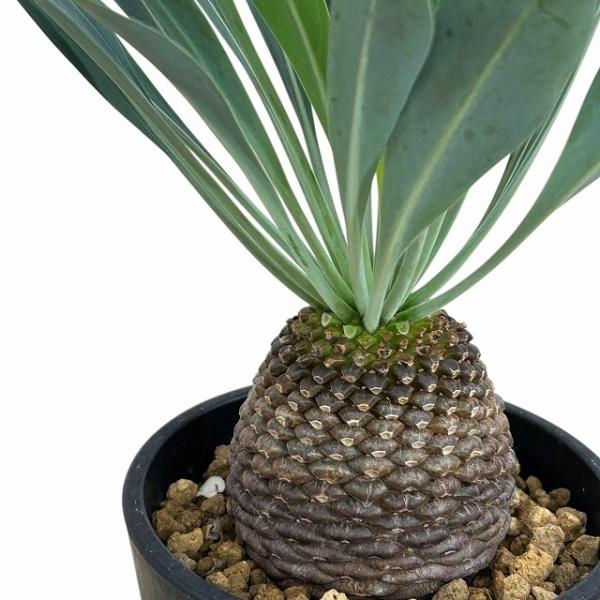 【落葉中】ユーフォルビア ブブレウリフォリア(鉄甲丸) 3.5号鉢(個体おまかせ1鉢)　多肉植物 イ...