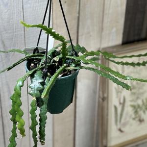 観葉植物 ラフィドフォラ ピナタ(斑入り) 4号吊り鉢(個体おまかせ1鉢