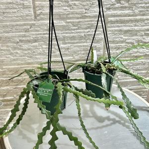 多肉植物 訳あり エピフィルム アングリガー ...の詳細画像1