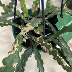 多肉植物 訳あり エピフィルム アングリガー ...の詳細画像2