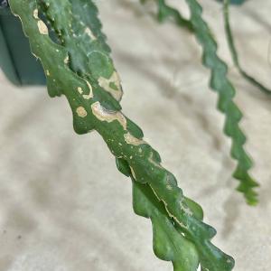 多肉植物 訳あり エピフィルム アングリガー ...の詳細画像3