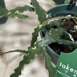 多肉植物 訳あり エピフィルム アングリガー ...の詳細画像4