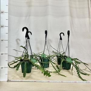 多肉植物 訳あり エピフィルム アングリガー ...の詳細画像5