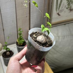 観葉植物 ディオスコレア エレファンティペス(...の詳細画像1